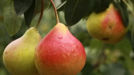 کاشت درخت گلابی, پرورش نهال گلابی
