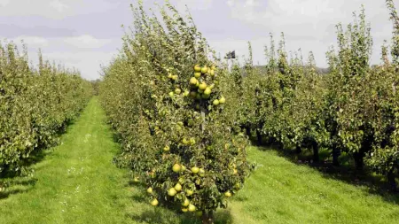 کاشت درخت گلابی, پرورش نهال گلابی