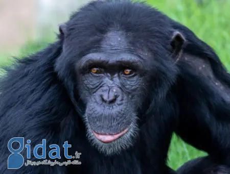 میمون‌ها هم «تصور» می‌کنند