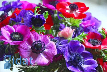خواص دارویی شقایق نعمانی, درمان بی‌خوابی با شقایق نعمانی