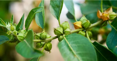 آشواگاندا, دوز مصرف آشواگاندا