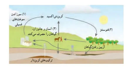فرآیند فتوسنتز, نقش کربن در طبیعت