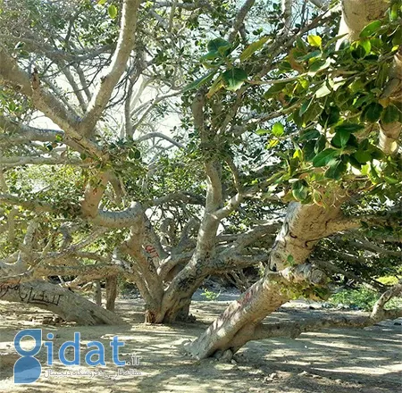 درخت مکرزن چابهار, علت نام گذاری درخت‌ مکرزن,رشد درخت مکرزن در روستاهای مختلف چابهار