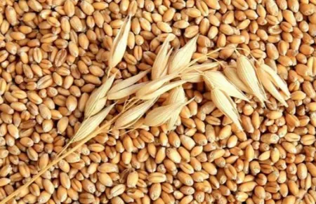 یک بذر خوب چه ویژگی هایی باید داشته باشد؟