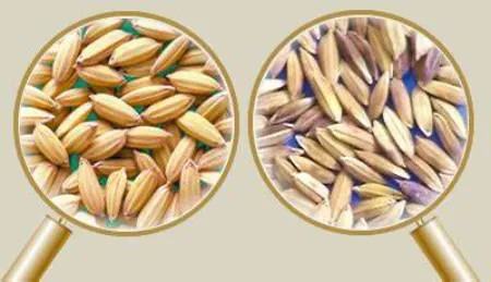 خلوص ژنتیکی بذر, آزمایش بذر