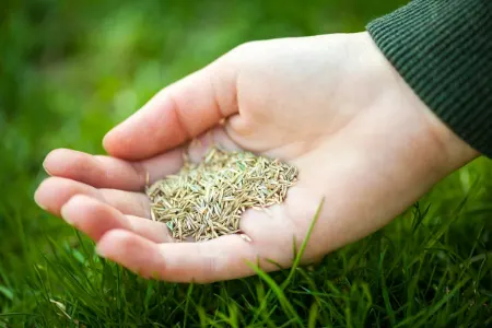 خلوص ژنتیکی بذر, آزمایش بذر