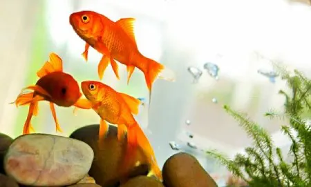 عوارض نگهداری ماهی قرمز برای کودکان