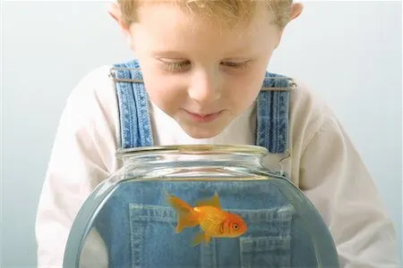 عوارض نگهداری از ماهی قرمز برای کودکان,عوارض نگهداری از ماهی قرمز,خطرات نگهداری از ماهی قرمز برای بچه ها