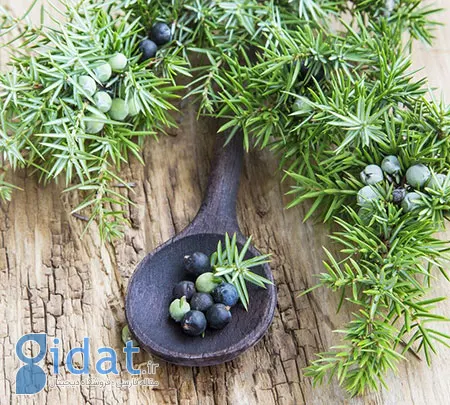 اسرار طب سنتی: ابول و کاربردهای درمانی آن