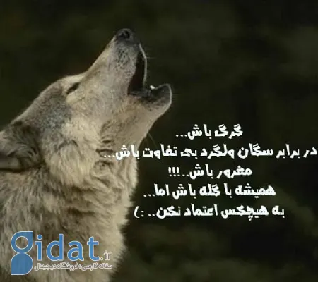 عکس نوشته درباره گرگ,عکس نوشته های انگیزشی درباره گرگ,عکس نوشته گرگ