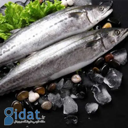 ماهی گوباد: بهترین منبع پروتئین برای سبد غذایی