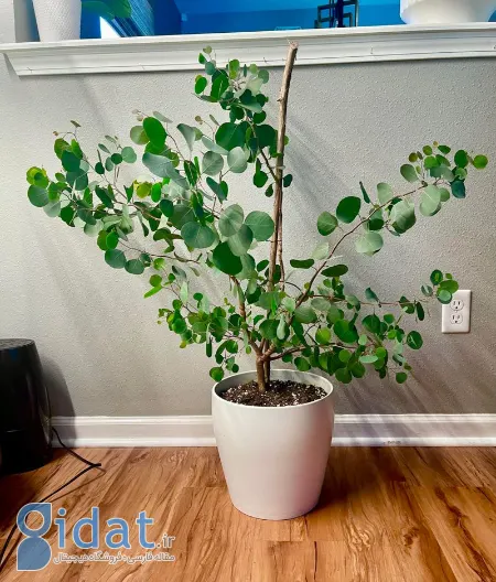 کاشت و نگهداری گیاه اکالیپتوس, اکالیپتوس آپارتمانی