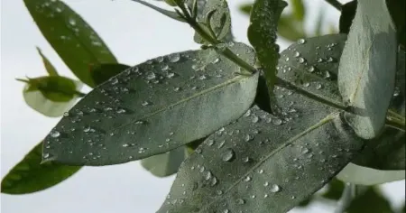 کاشت و نگهداری گیاه اکالیپتوس, اکالیپتوس آپارتمانی