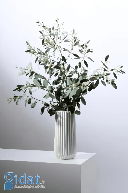 کاشت و نگهداری گیاه اکالیپتوس, اکالیپتوس آپارتمانی