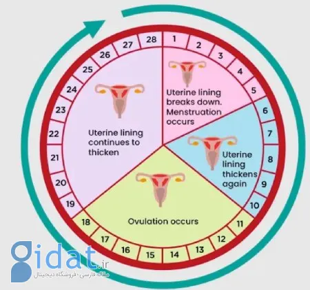 چند روز بعد از پریود احتمال بارداری وجود دارد
