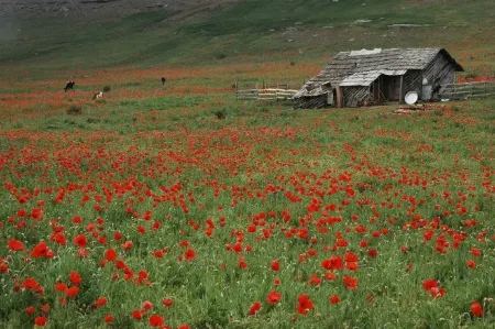دشت شقایق کالپوش: رقص سرخ طبیعت در قلب سمنان