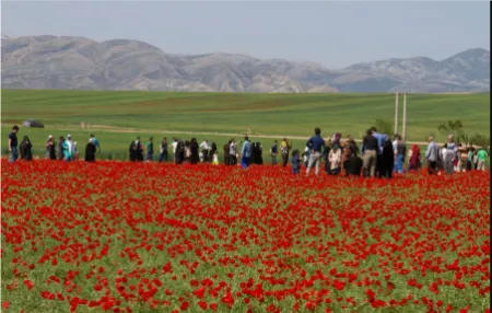 دشت شقایق کالپوش, دشت آفتابگردان کالپوش