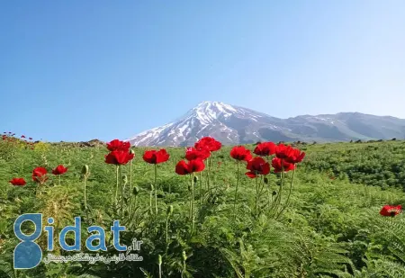 دشت شقایق کالپوش, دشت آفتابگردان کالپوش