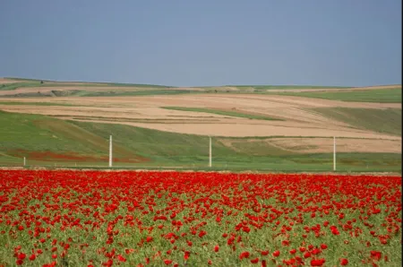 دشت شقایق کالپوش, دشت آفتابگردان کالپوش
