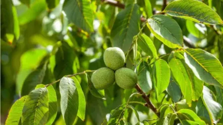 راهنمای کامل و مصور؛ طرح کاشت درخت گردو