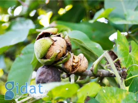 نحوه کاشت نهال گردو, انواع رقم گردو برای کاشت