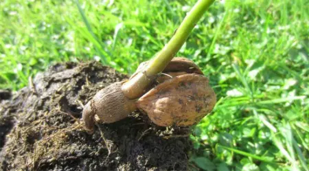 نحوه کاشت نهال گردو, انواع رقم گردو برای کاشت