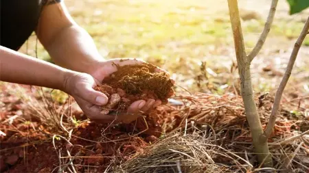 نحوه کاشت نهال گردو, انواع رقم گردو برای کاشت