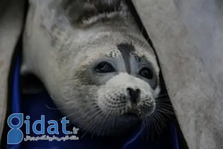 فُک خزری, فک دریای خزر