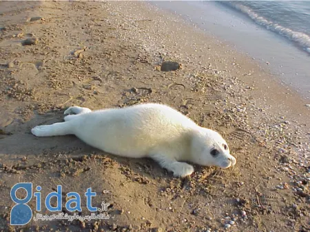 فُک خزری, فک دریای خزر