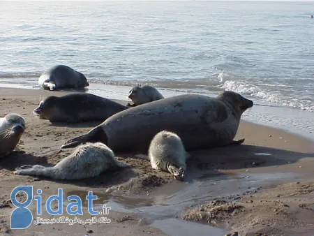 فُک خزری, فک دریای خزر