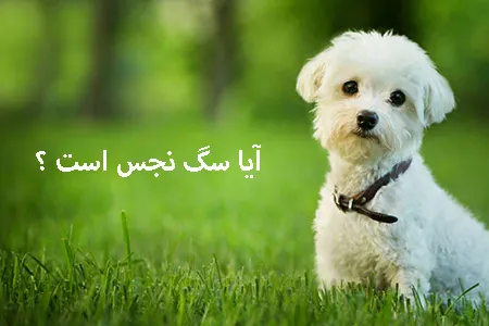 آیا سگ نجس است