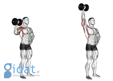 رشد عضلات شانه با حرکت شانه دمبل ایستاده با یک دست. یک شگفتی در دنیای بدنسازی