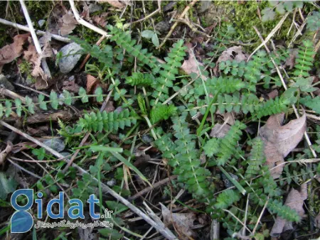 اناریجه, خواص درمانی اناریجه