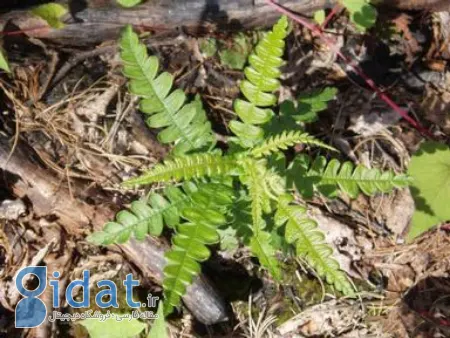 اناریجه, خواص درمانی اناریجه