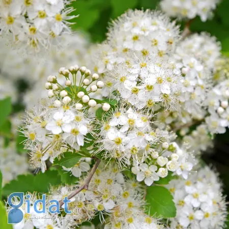 کوه اسپریا؛ گیاهی معجزه آسا برای سلامتی شما