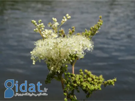 اسپیره کوهی, گیاه اسپیره کوهی