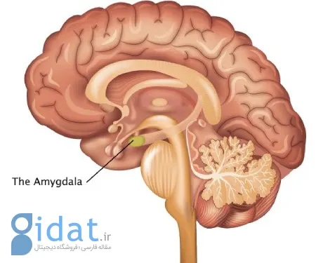 غده آمیگدال و احساسات ما, آمیگدال مرکز کنترل احساسات در مغز