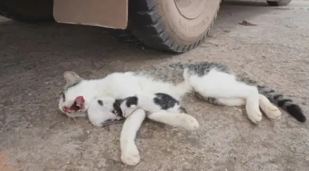 حکم شرعی کشتن گربه به صورت غیرعمد
