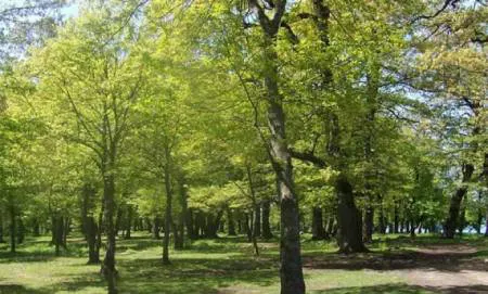 پارک جنگلی سوکان سمنان, بزرگ‌ترین پارک جنگلی سمنان