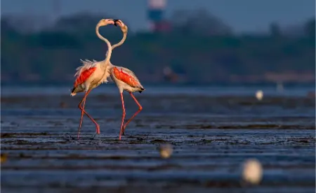 روز جهانی تالاب‌ها, تاریخ روز جهانی تالاب‌ها