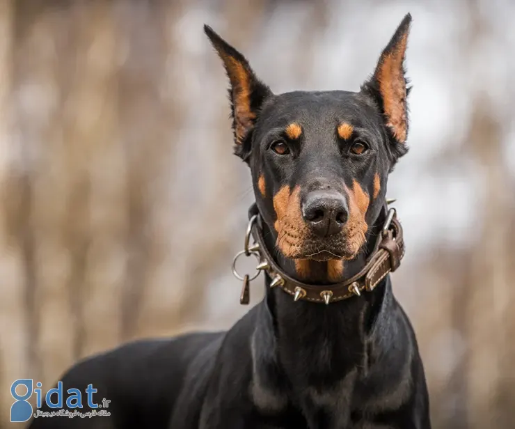 سگ نگهبان ترسناک