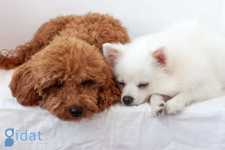دو سگ کیوت