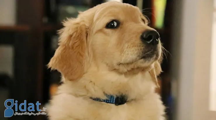 تعبیر خواب سگ | نشانه دوستی یا دشمنی؟