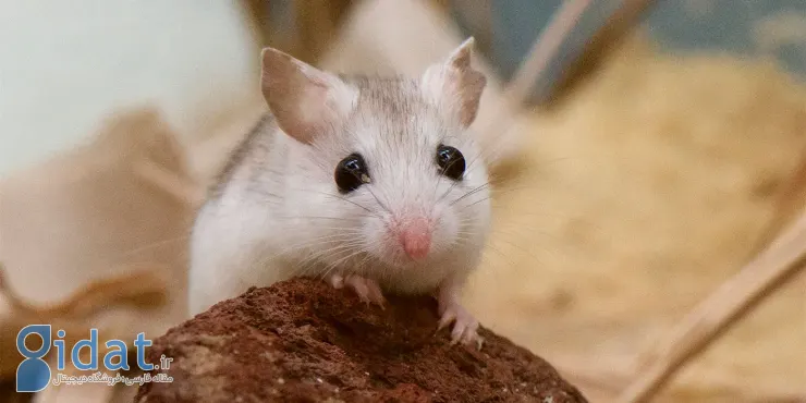 موش سفید