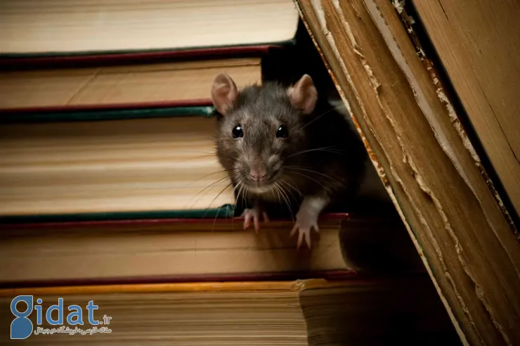 موش در کتاب ها
