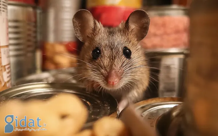 موش در خانه