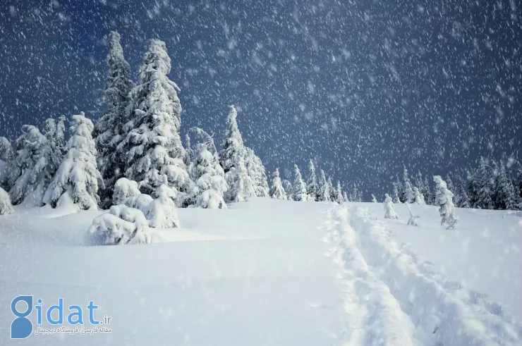 بارش برف در جنگل