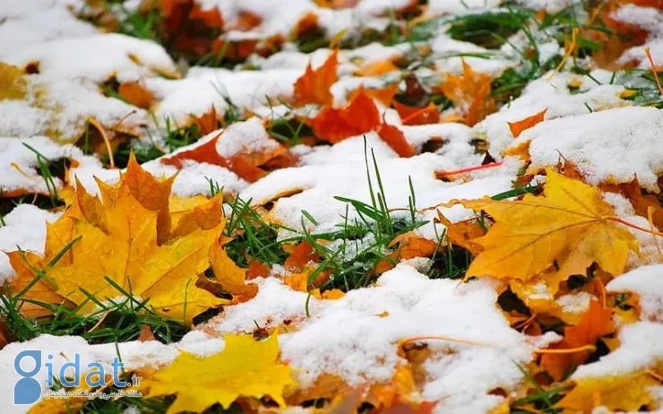 برف روی برگ های پاییزی