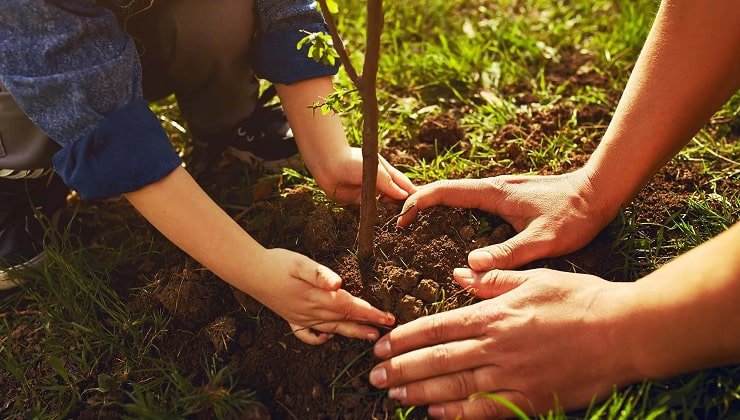 7 مرحله کاشت درخت + نکات مهم در کاشت درختان میوه