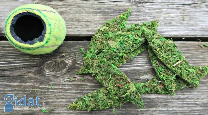 توپک خزه ای